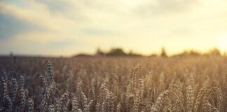 wheat field