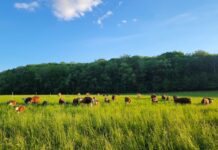 National Cattlemen’s Foundation invites students to apply for scholarship beef cattle