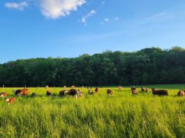 beef cattle