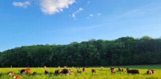 beef cattle