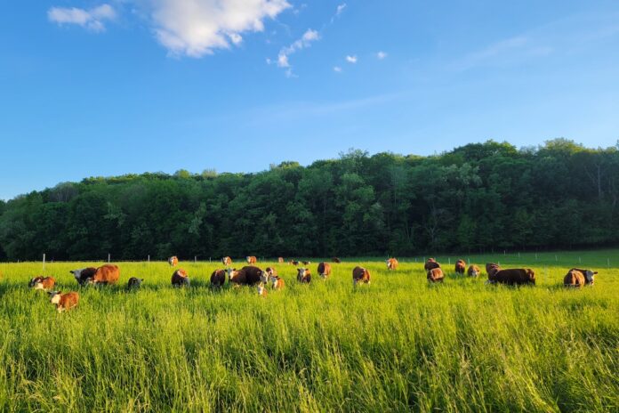 beef cattle beef cattle