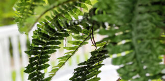 Kym Seabolt fern
