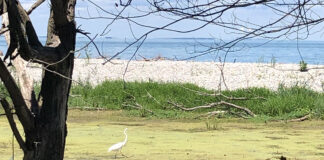 great egret