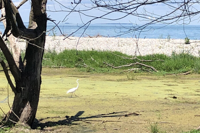 great egret great egret