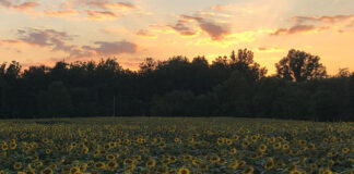 sunflowers