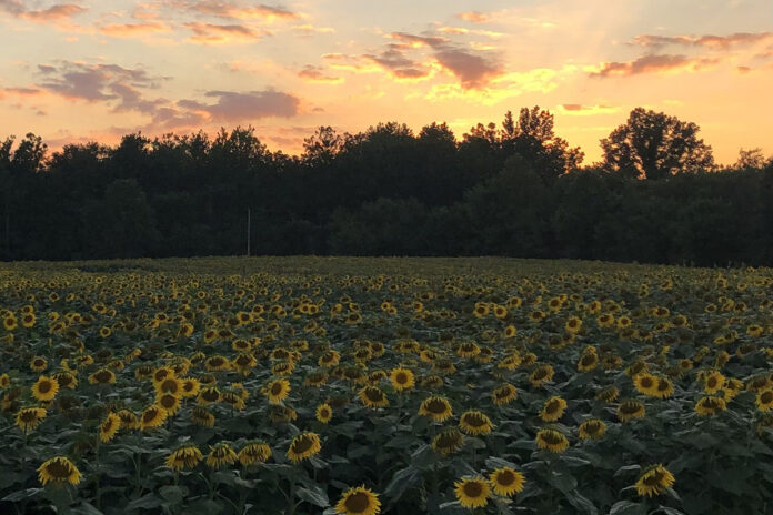 sunflowers sunflowers