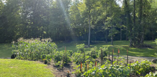 garden