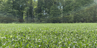 soybeans