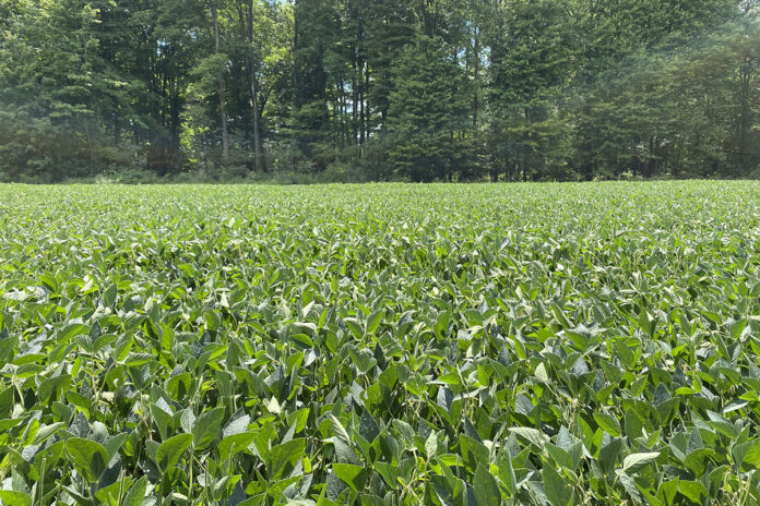 soybeans soybeans