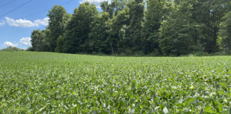soybeans