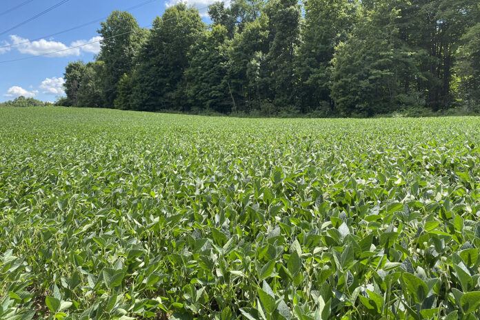 soybeans soybeans