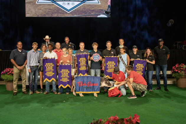 Grand Champion Market Barrow