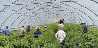Tomato tunnel