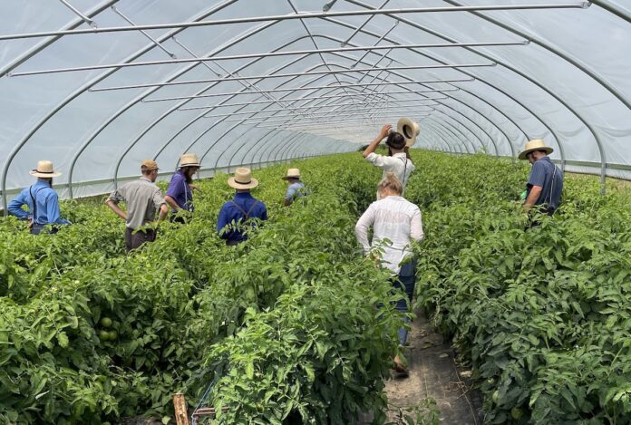 Tomato tunnel Tomato tunnel