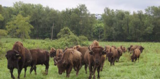 A herd of bison walking.