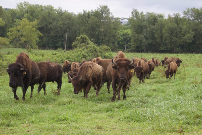 bison_ranch_2 A herd of bison walking.