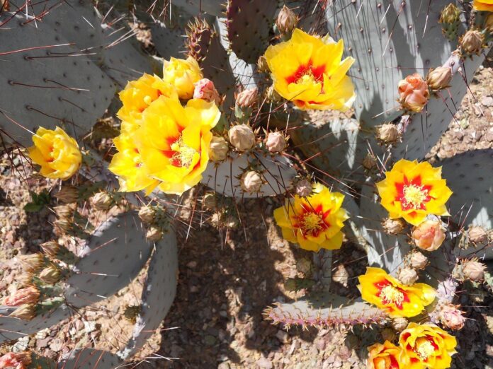 prickly pear prickly pear