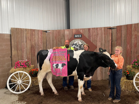 Reserve Champion Dairy Steer