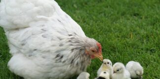 chicks