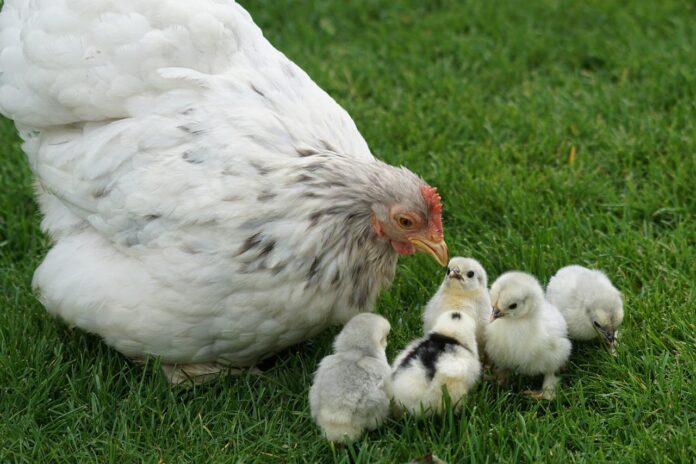 chicks chicks