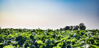 soybean field