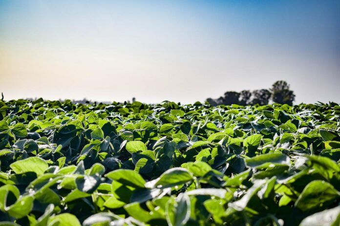 soybean field soybean field