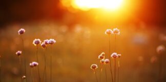 prairie flowers