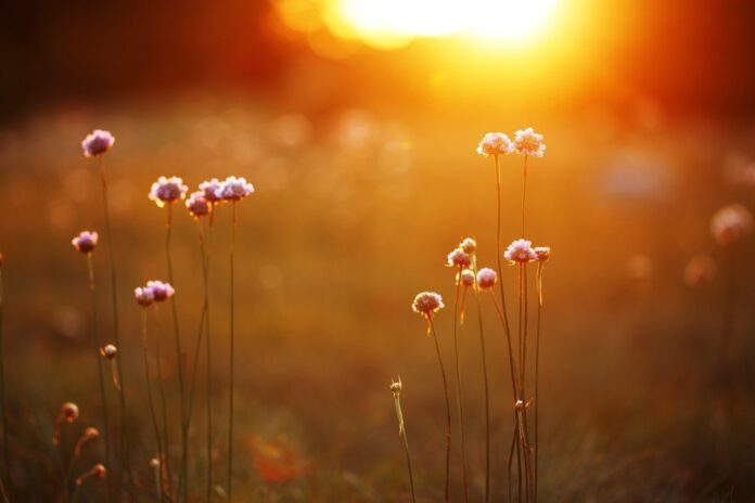 prairie flowers prairie flowers