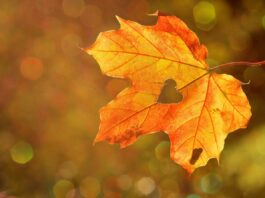 heart on a fall leaf