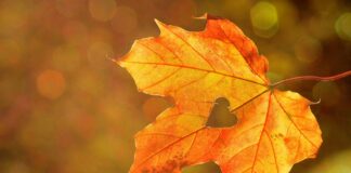 heart on a fall leaf