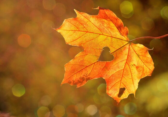 heart on a fall leaf heart on a fall leaf