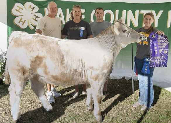 Grand Champion Market Heifer
