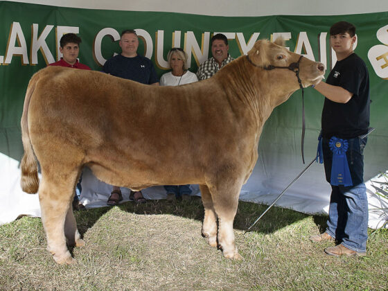 Grand Champion Market Steer