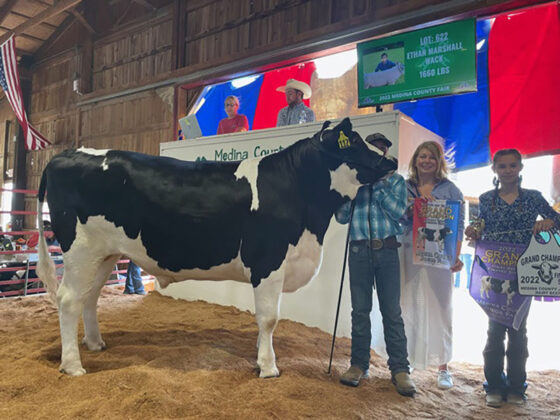 Grand Champion Dairy Beef Steer