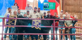 Grand Champion Market Steer