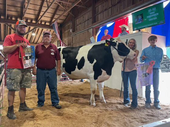 Reserve Champion Dairy Beef