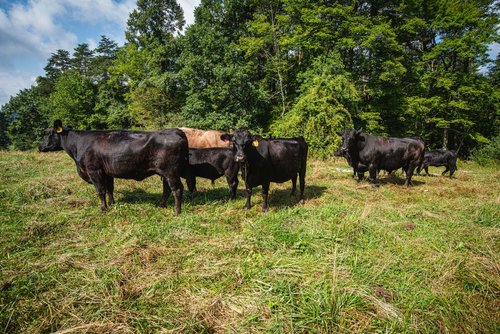 mountain state ground beef