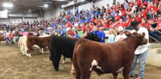 Dean's Charity Steer Show