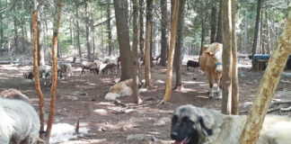 livestock guardian dog