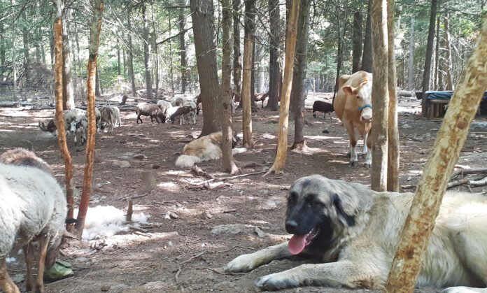 tarma_augcol_uruk livestock guardian dog
