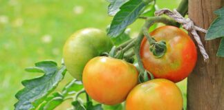 tomatoes