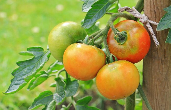 tomatoes tomatoes