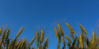 wheat