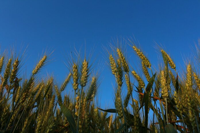 wheat wheat