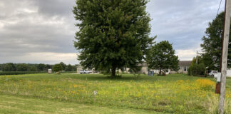pollinator lawn