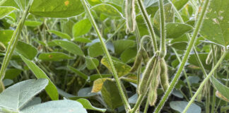 soybeans