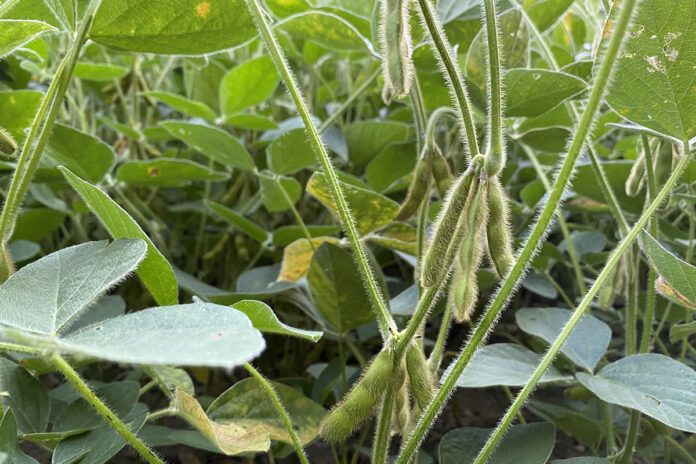 soybeans soybeans