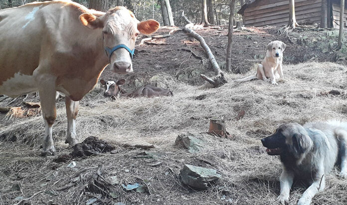 TarmaColumn_oct22 livestock guardian dogs and cows