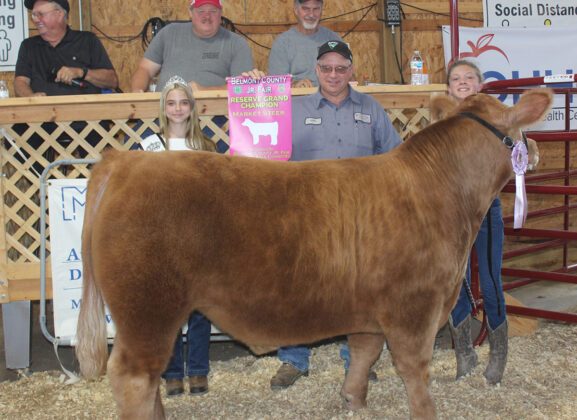 Reserve Champion Steer