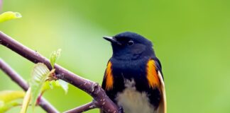American redstart warbler
